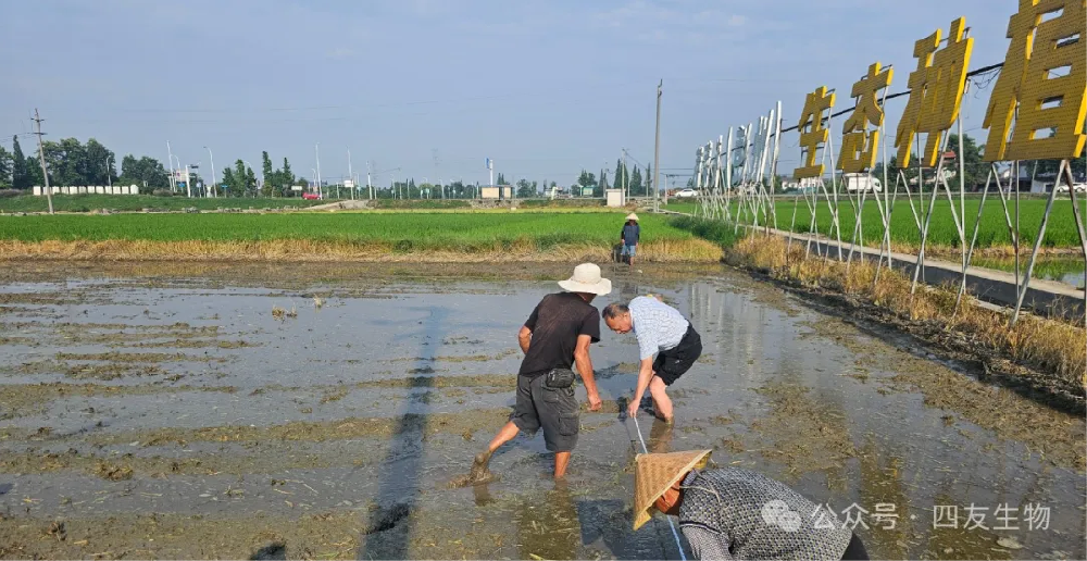 科技創(chuàng)新，引領(lǐng)綠色農(nóng)業(yè)未來(lái)--四友生物開(kāi)展耕地障礙治理與地力提升試驗(yàn)示范